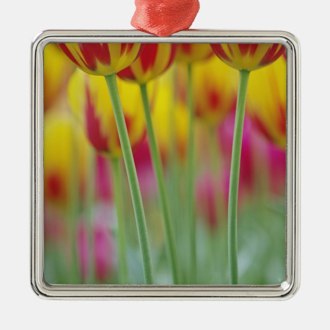 Close-up of underside of tulip flower, 3 metal ornament (Front)