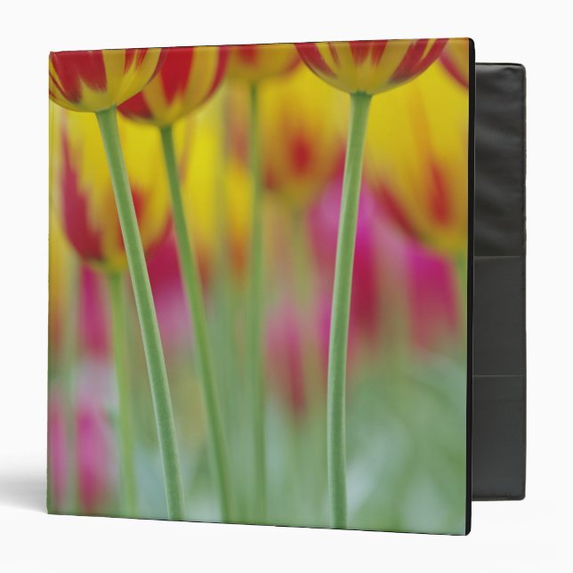 Close-up of underside of tulip flower, 3 ring binder (Front/Inside)