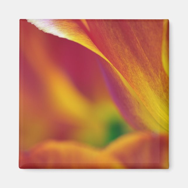 Close-up of underside of tulip flower, 4 magnet (Front)