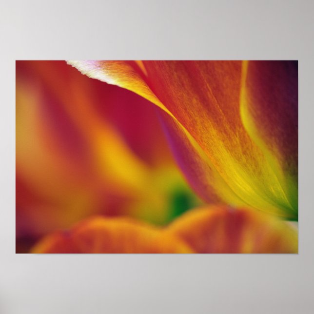 Close-up of underside of tulip flower, 4 poster (Front)