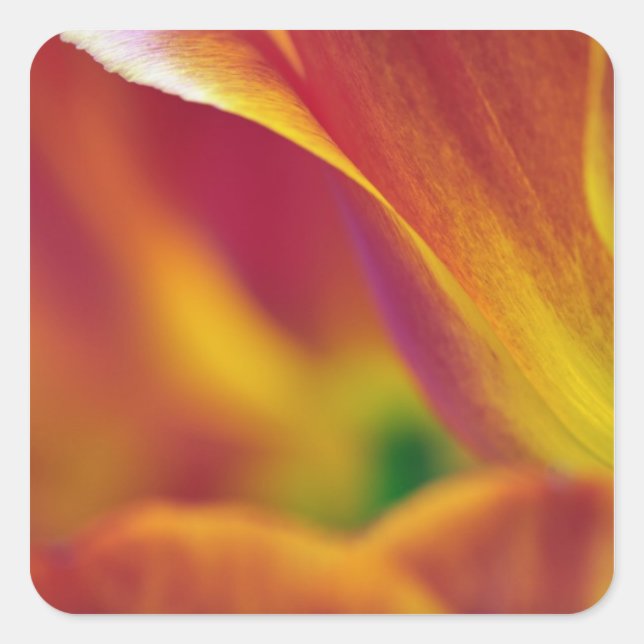 Close-up of underside of tulip flower, 4 square sticker (Front)