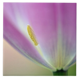 Close-up of underside of tulip flower, Kuekenhof 3 Ceramic Tile