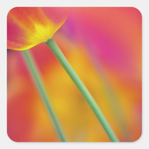 Close-up of underside of tulip flower, square sticker