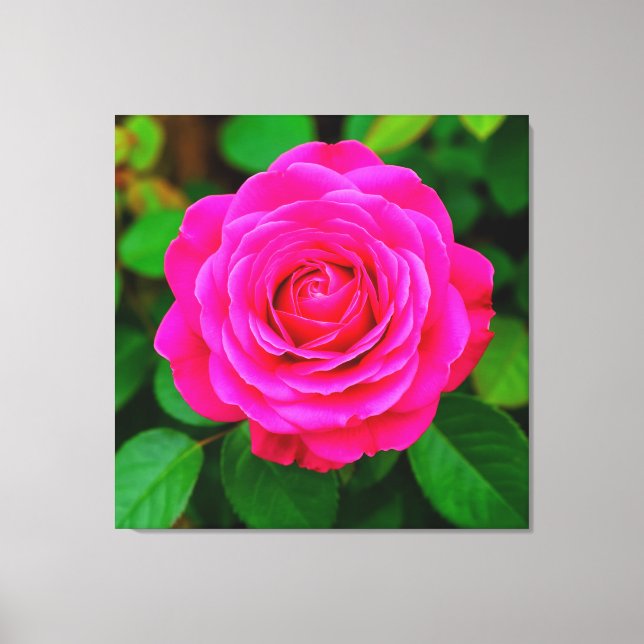 Close-Up of Vibrant Pink Rose Canvas Print (Front)