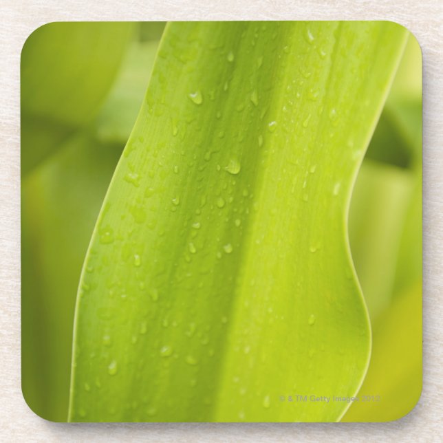 Close up of wet tropical leaf coaster (Front)