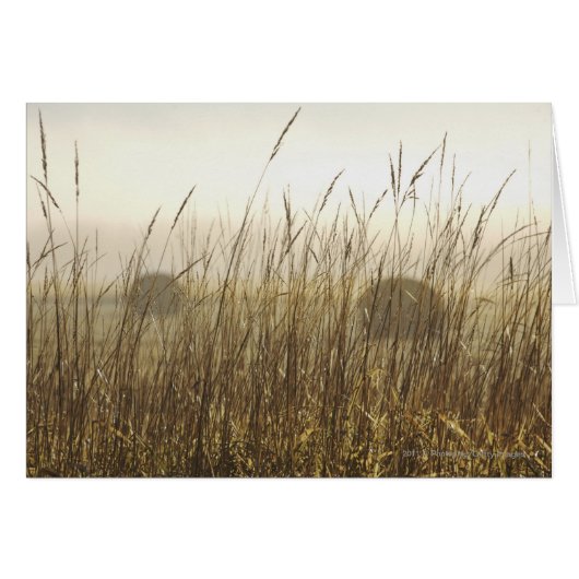 Close up of Wheat Photography Cards (Front Horizontal)