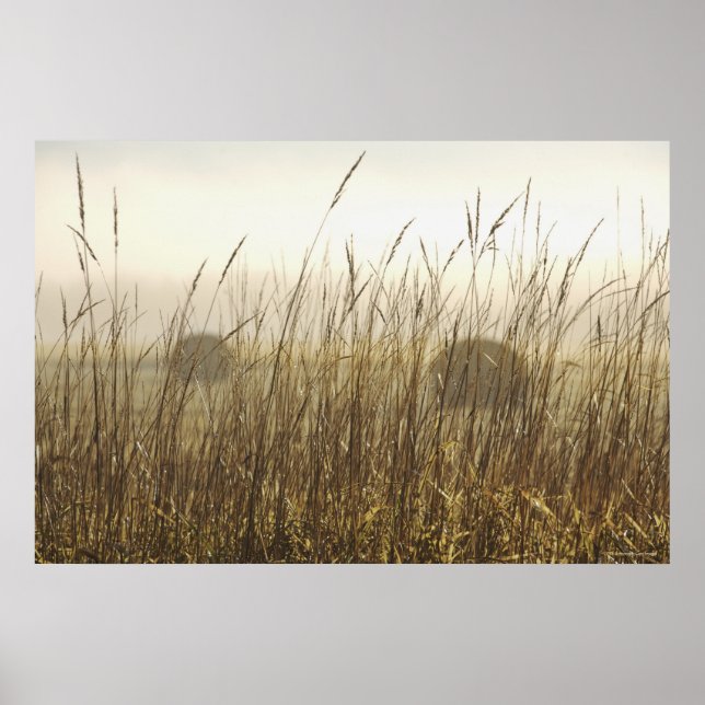 Close up of Wheat Photography Poster (Front)