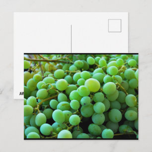 Close up of White Grapes Postcard