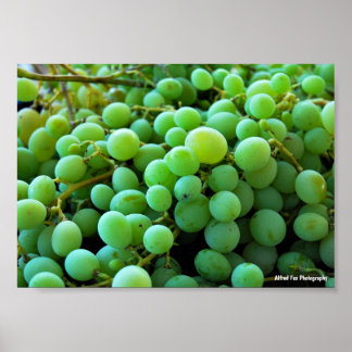 Close up of White Grapes Poster
