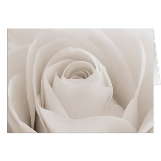 Close up of White Rose Petals Cards (Front Horizontal)
