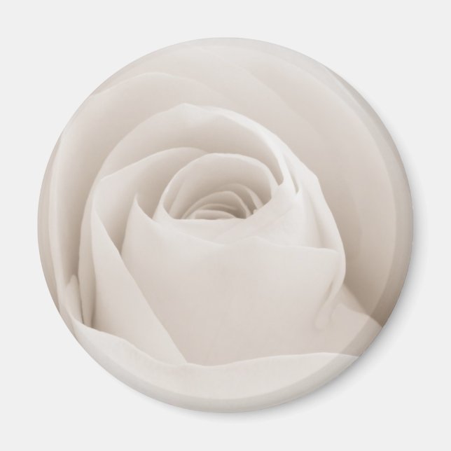 Close up of White Rose Petals Magnet (Front)