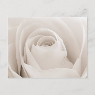 Close up of White Rose Petals Postcard