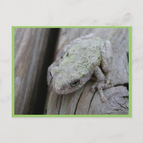 Close Up Of White Tree Frog Postcard