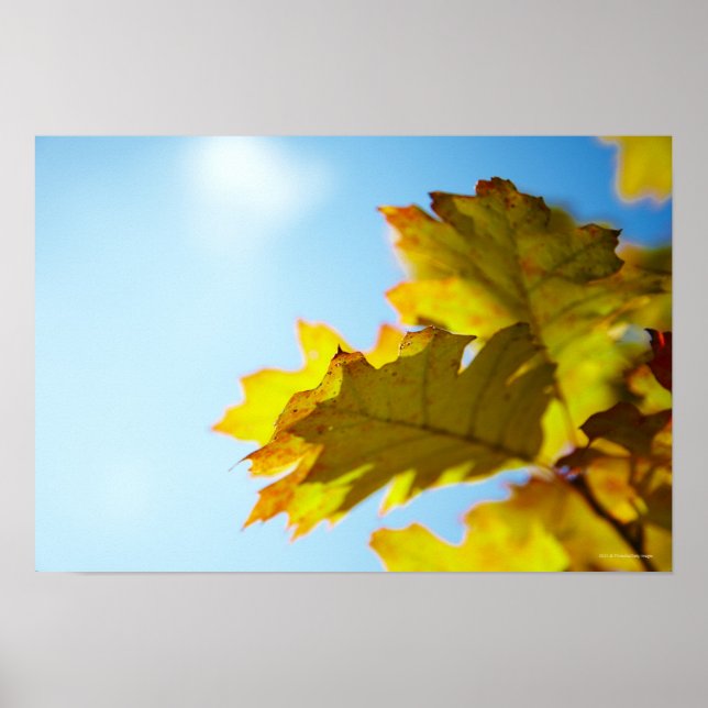 Close Up of Yellow Fall Leaves Poster (Front)
