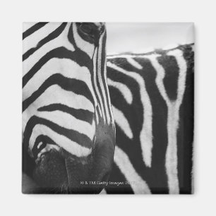 Close-up of zebra face and shoulder magnet
