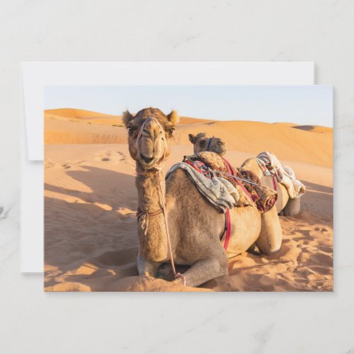 Close_up on Camel in Oman desert Invitation