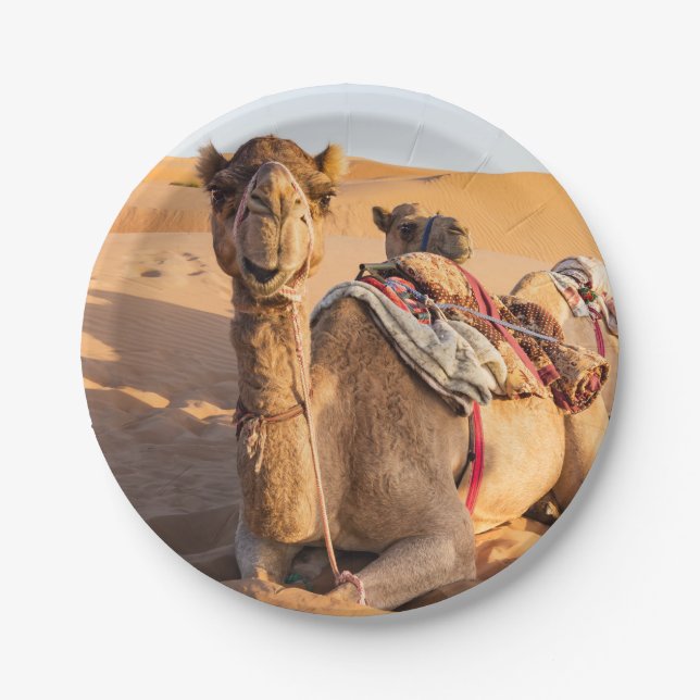 Close-up on Camel in Oman desert Paper Plates (Front)