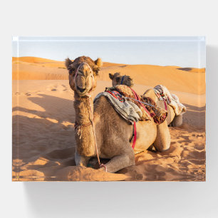 Close-up on Camel in Oman desert Paperweight