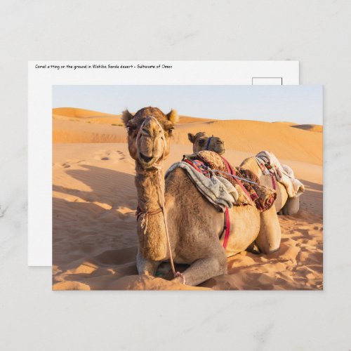 Close_up on Camel in Oman desert Postcard