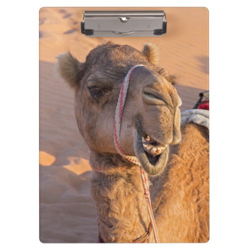 Close_up on funny camel head in Oman Wahiba desert Clipboard