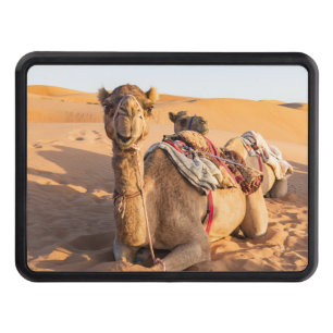 Close-up on funny camel in Oman Wahiba desert Hitch Cover