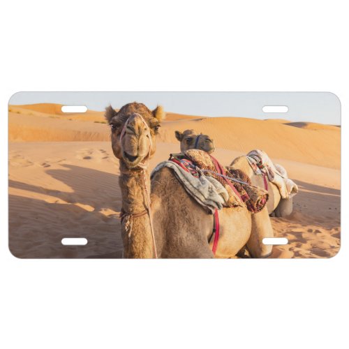 Close_up on funny camel in Oman Wahiba desert License Plate