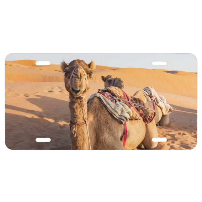 Close-up on funny camel in Oman Wahiba desert License Plate (Front)