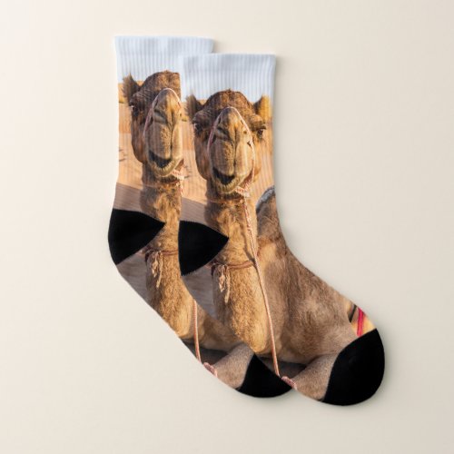 Close_up on funny camel in Oman Wahiba desert Socks