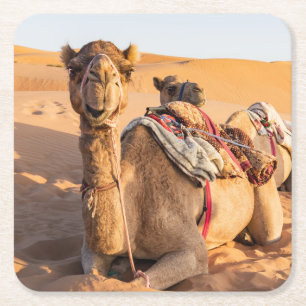 Close-up on funny camel in Oman Wahiba desert Square Paper Coaster