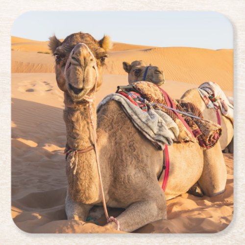 Close_up on funny camel in Oman Wahiba desert Square Paper Coaster