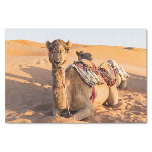 Close_up on funny camel in Oman Wahiba desert Tissue Paper