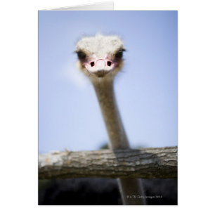 Close up Ostrich head Cards