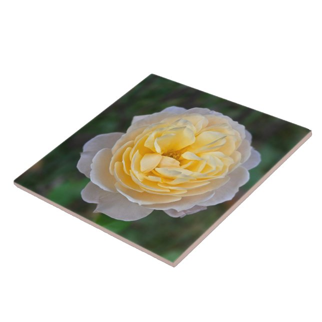 Close up Pastel Yellow Pink Rose Ceramic Tile (Side)