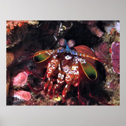 Close Up Peacock Mantis Shrimp Poster