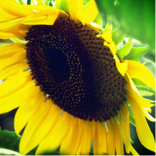 Close Up Photo of a Sunflower Statuette