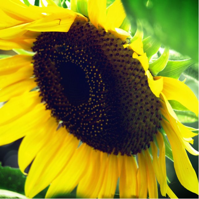 Close Up Photo of a Sunflower Statuette (Front)