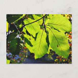 Close Up Photo Of Beech Leaves Postcard