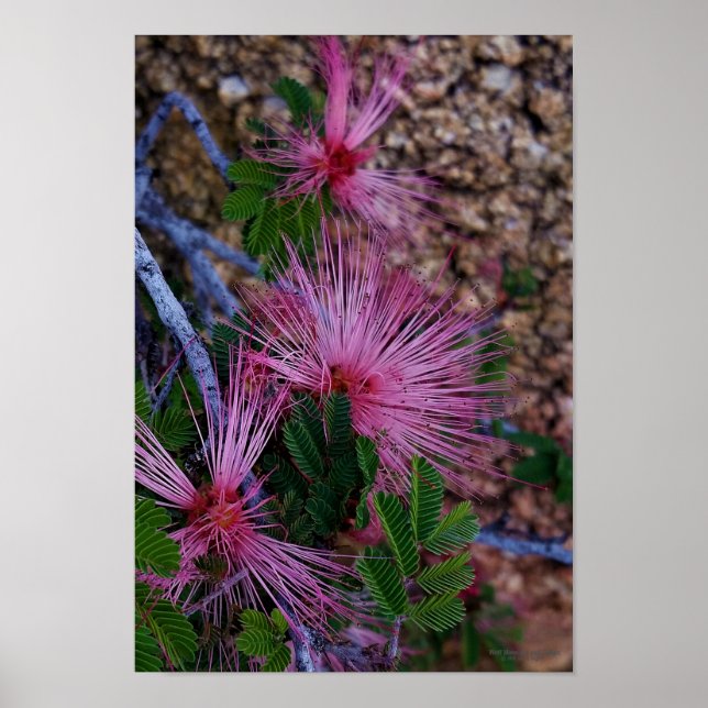 Close-Up Photo Of Pink Fairy Duster Flowers Poster (Front)