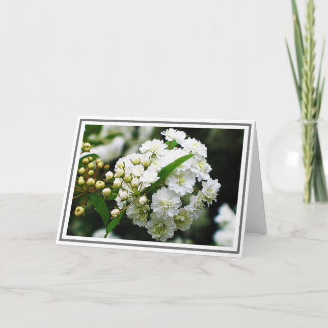Close-up Photograph of Double Bridal Wreath Spirea Card (Front)