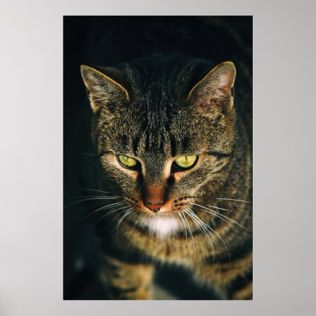 CLOSE-UP PHOTOGRAPHY OF GRAY TABBY CAT POSTER (Front)
