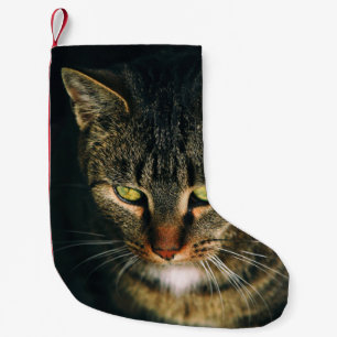 CLOSE-UP PHOTOGRAPHY OF GRAY TABBY CAT SMALL CHRISTMAS STOCKING