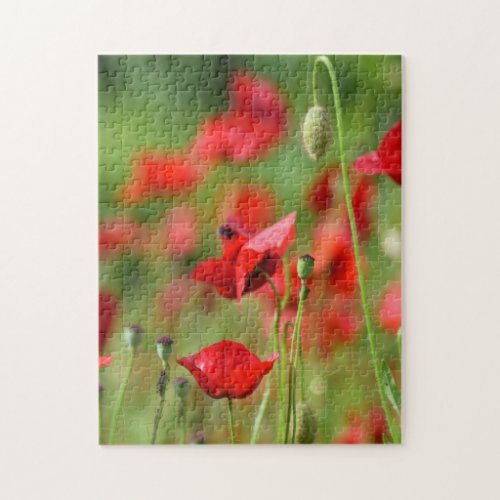 Close up Poppies in Field Jigsaw Puzzle