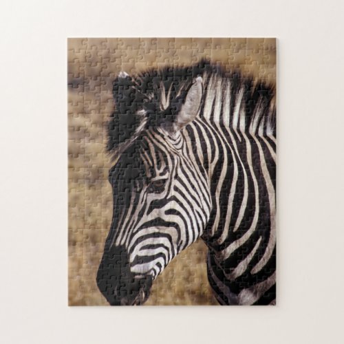 Close_up portrait of a Zebra _ Zimbabwe Africa Jigsaw Puzzle