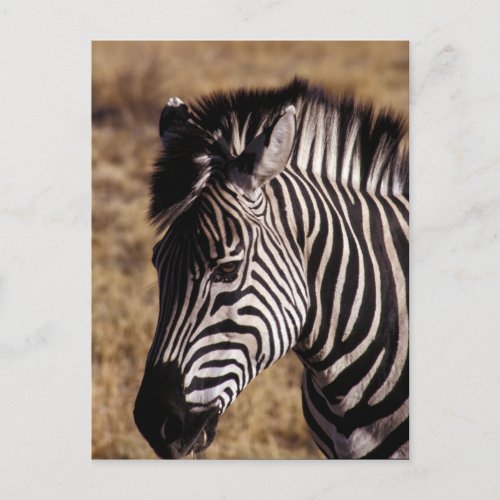 Close_up portrait of a Zebra _ Zimbabwe Postcard