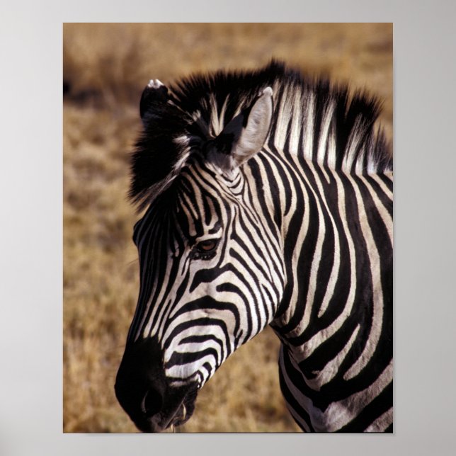 Close-up portrait of a Zebra - Zimbabwe Poster (Front)