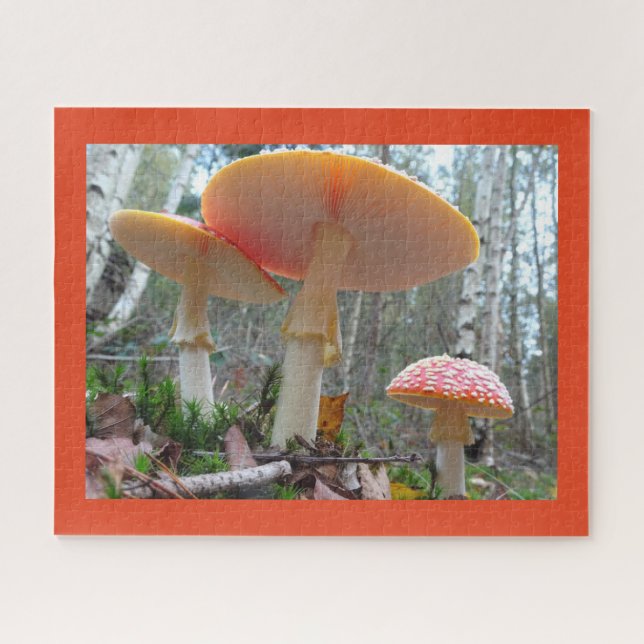 Close Up Puzzle: Fly Amanitas with Cust. Border Jigsaw Puzzle (Horizontal)