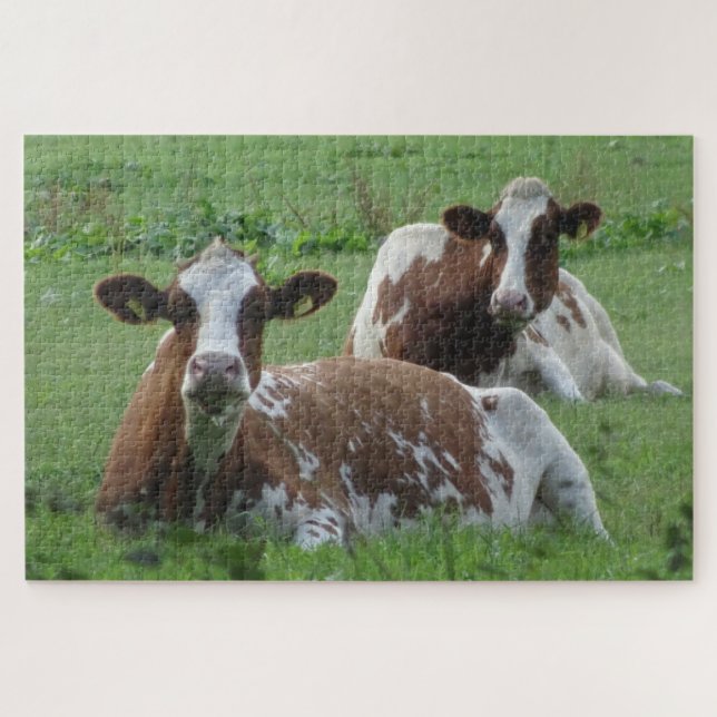 Close Up Puzzle: Two Cute White-Brown Cows Jigsaw Puzzle (Horizontal)