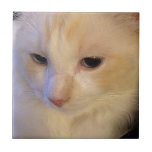 Close Up Red Point Ragdoll Cat Tile