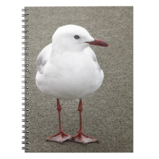 Close Up Seagull Notebook