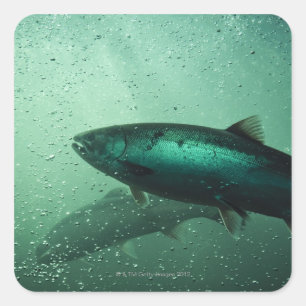 Close up shot of salmon running 2 square sticker
